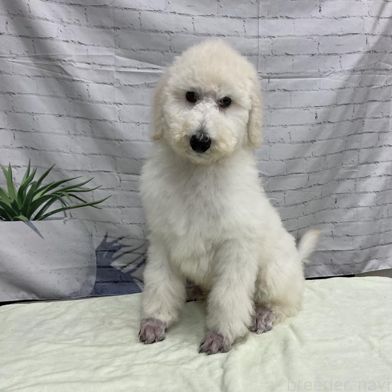 販売中の三重県のスタンダードプードル-411454