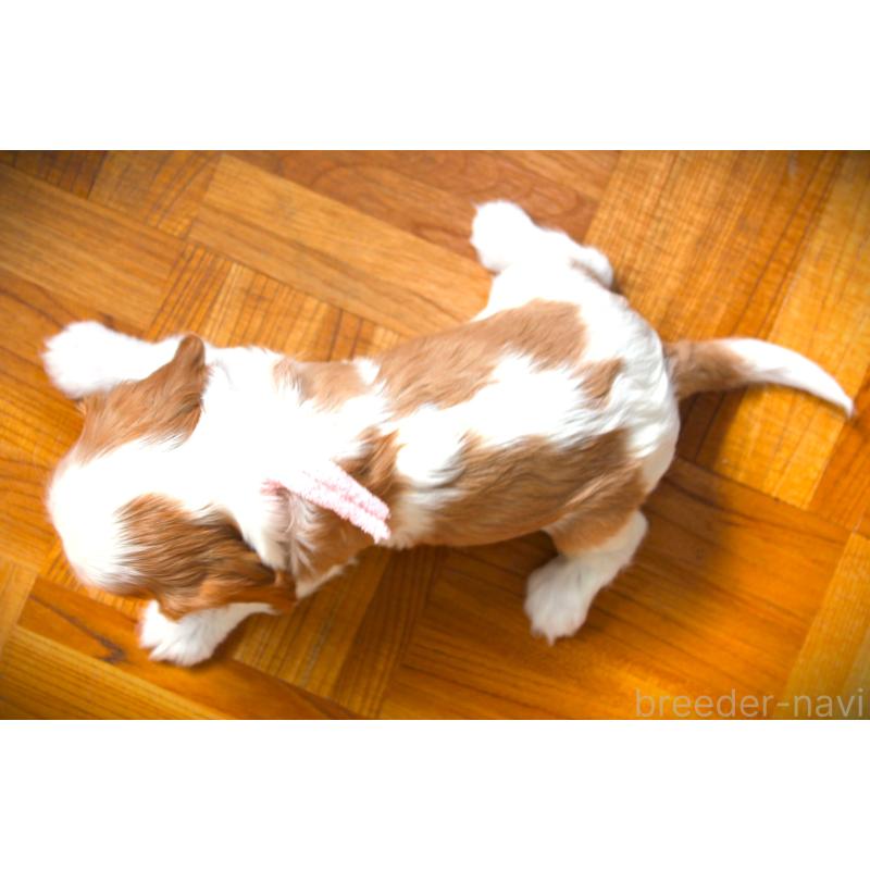 販売中の福岡県のキャバリアキングチャールズスパニエル-424631の2枚目