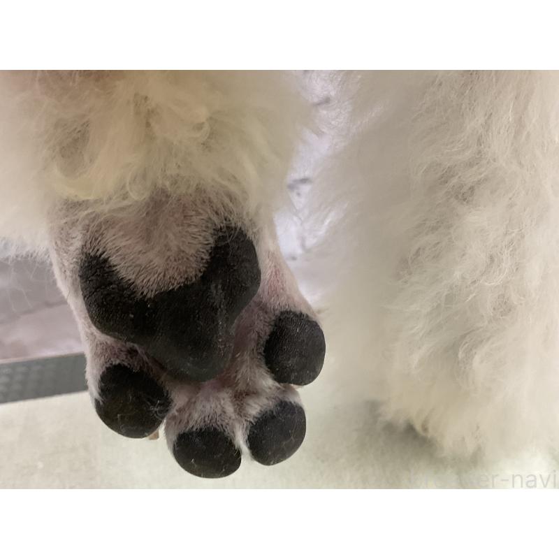 販売中の三重県のスタンダードプードル-411454の3枚目