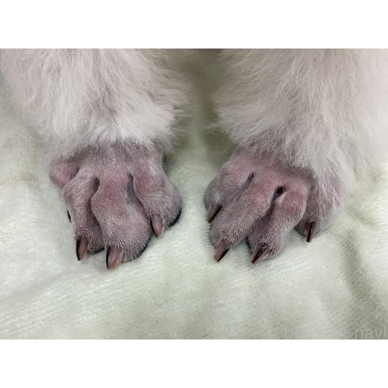 販売中の三重県のスタンダードプードル-411454の2枚目