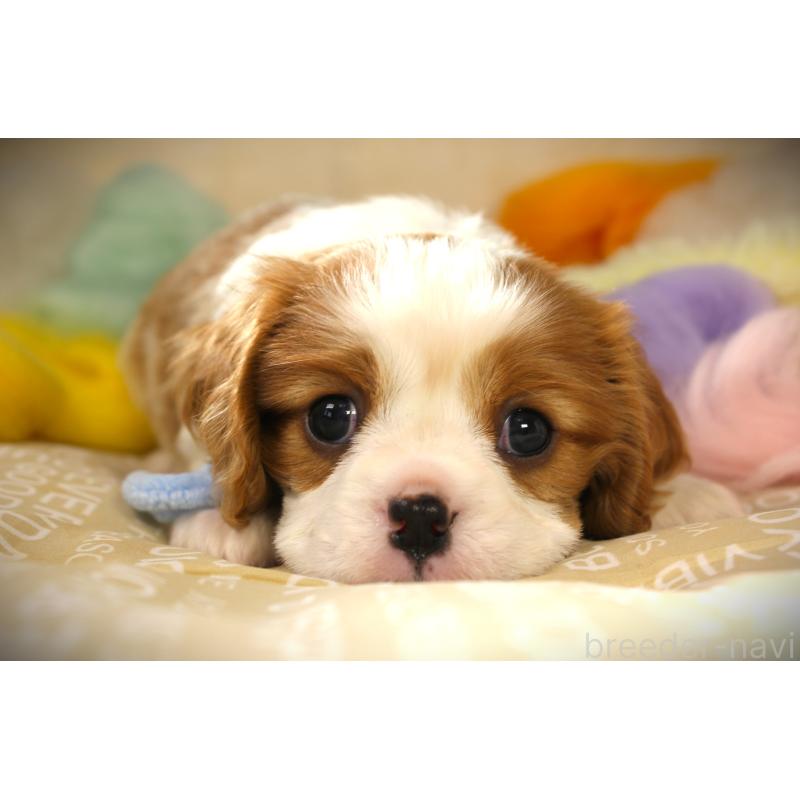 販売中の福岡県のキャバリアキングチャールズスパニエル-424634の7枚目