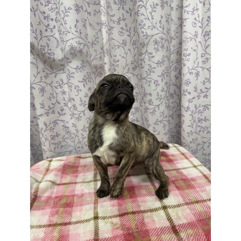 成約済の長野県のミックス犬-400577の3枚目