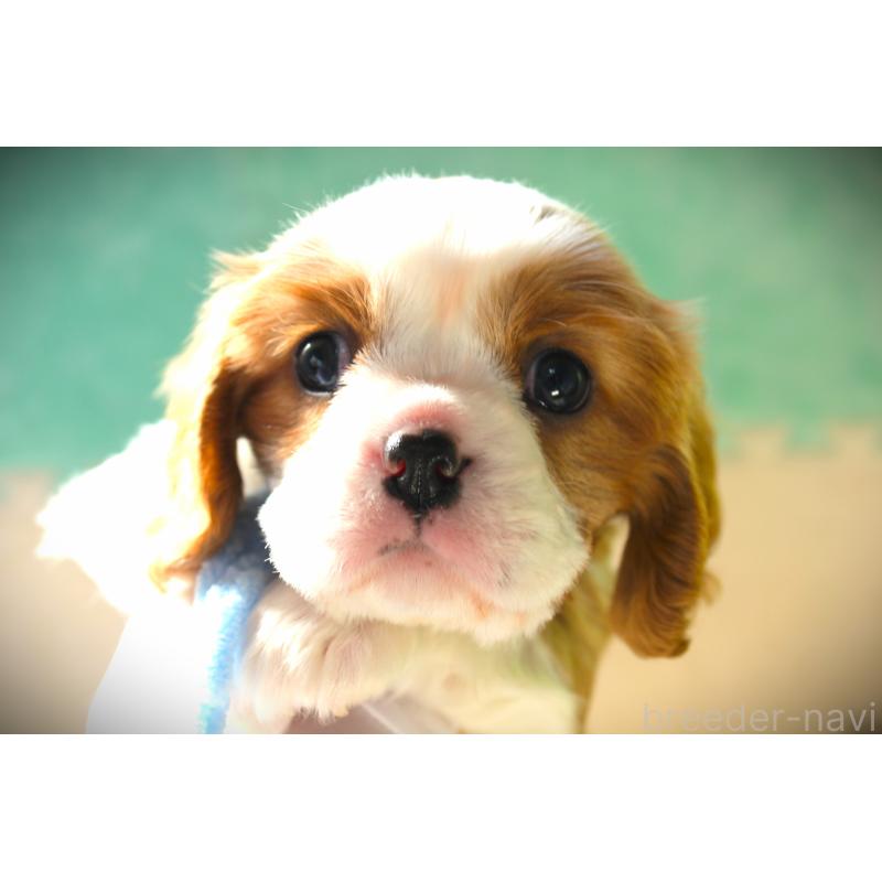 販売中の福岡県のキャバリアキングチャールズスパニエル-424634の6枚目