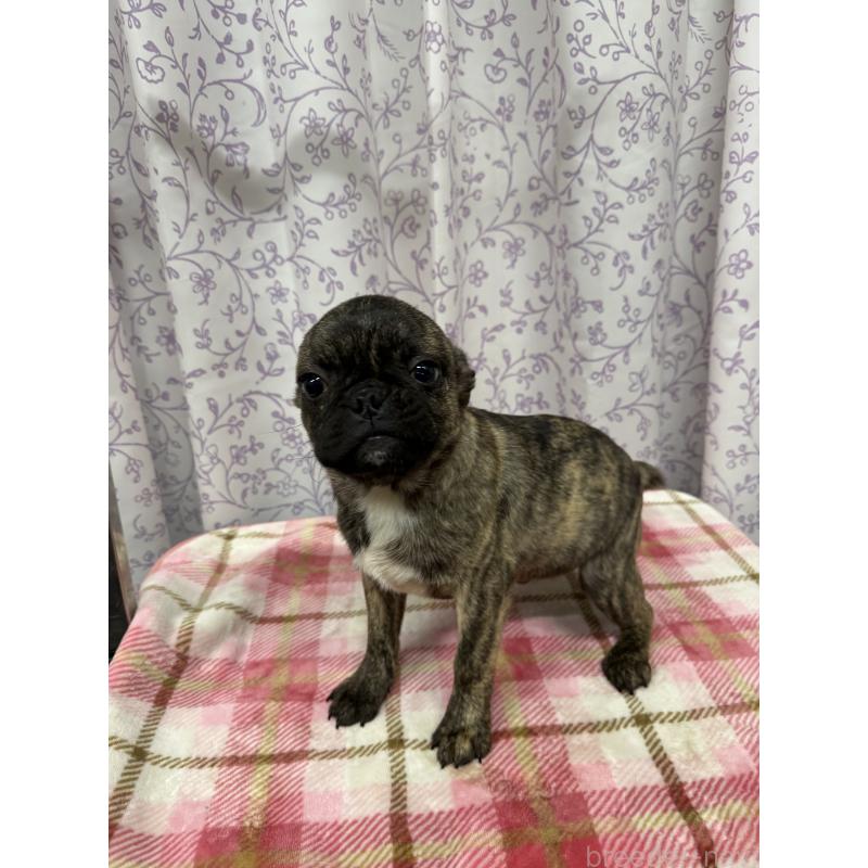 成約済の長野県のミックス犬-400577の2枚目