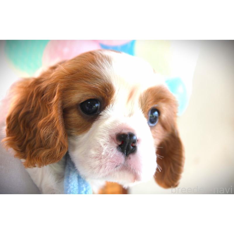 販売中の福岡県のキャバリアキングチャールズスパニエル-424634の5枚目