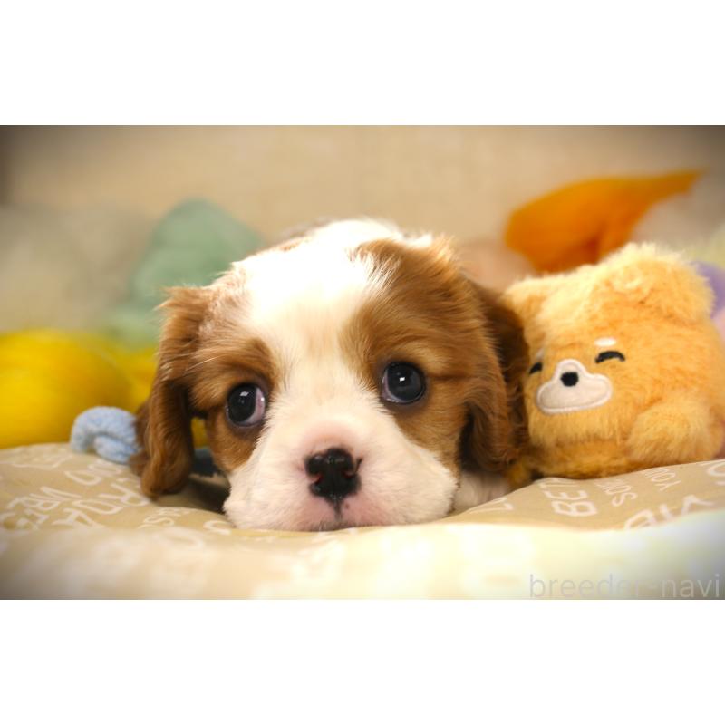 販売中の福岡県のキャバリアキングチャールズスパニエル-424634の4枚目