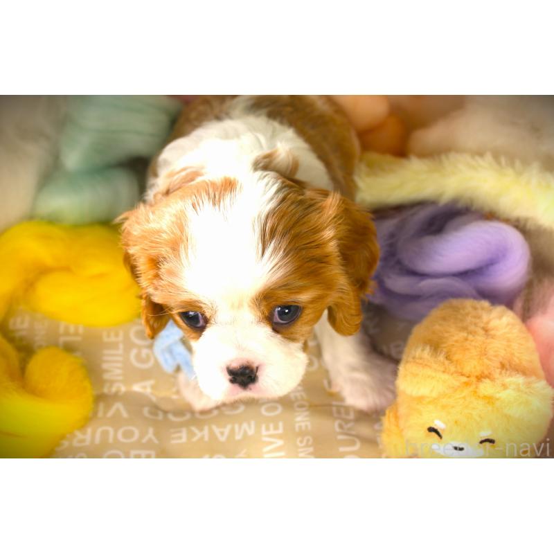 販売中の福岡県のキャバリアキングチャールズスパニエル-424634の3枚目