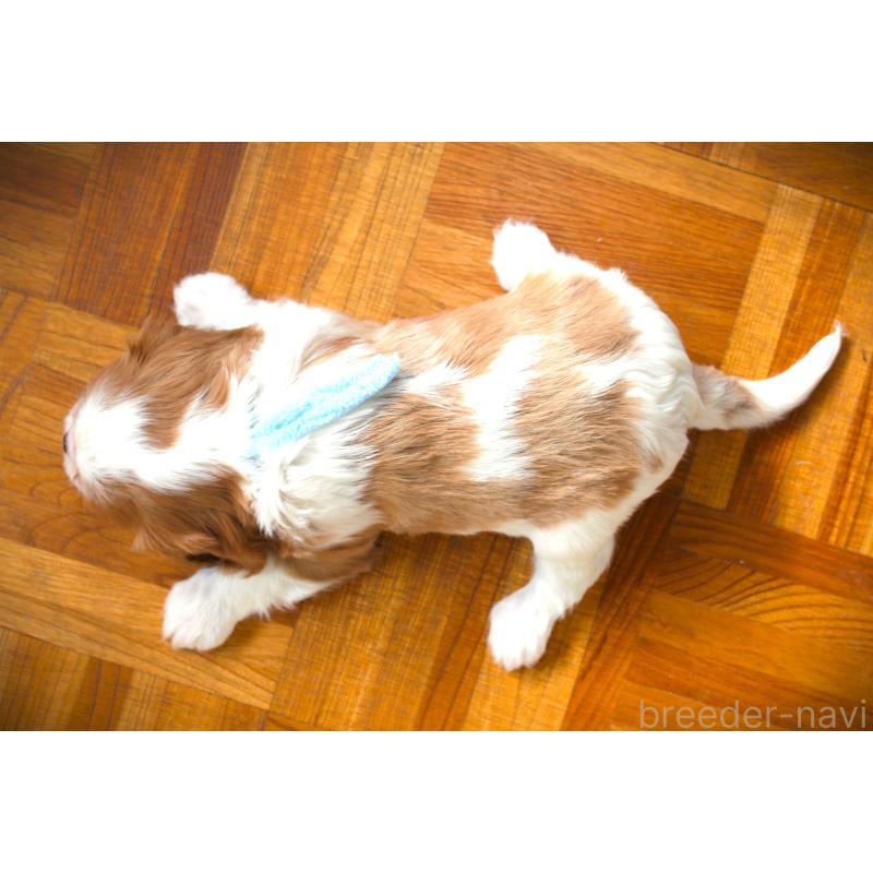 販売中の福岡県のキャバリアキングチャールズスパニエル-424634の2枚目