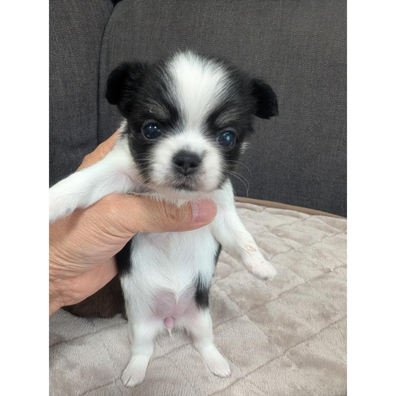 販売中の愛知県のチワワ(ロングコート)-424633