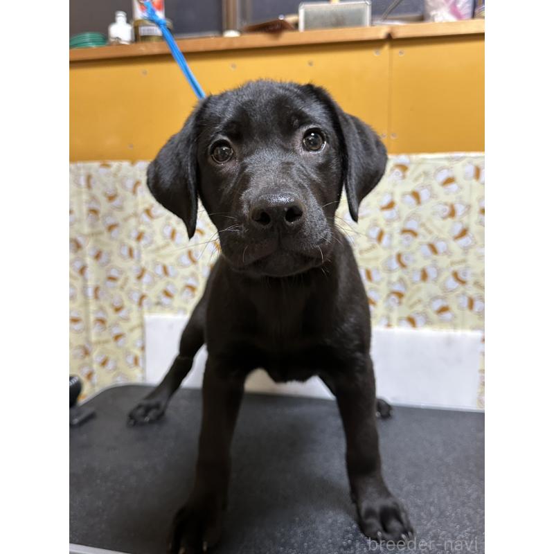 販売中の岡山県のラブラドールレトリーバー-405765