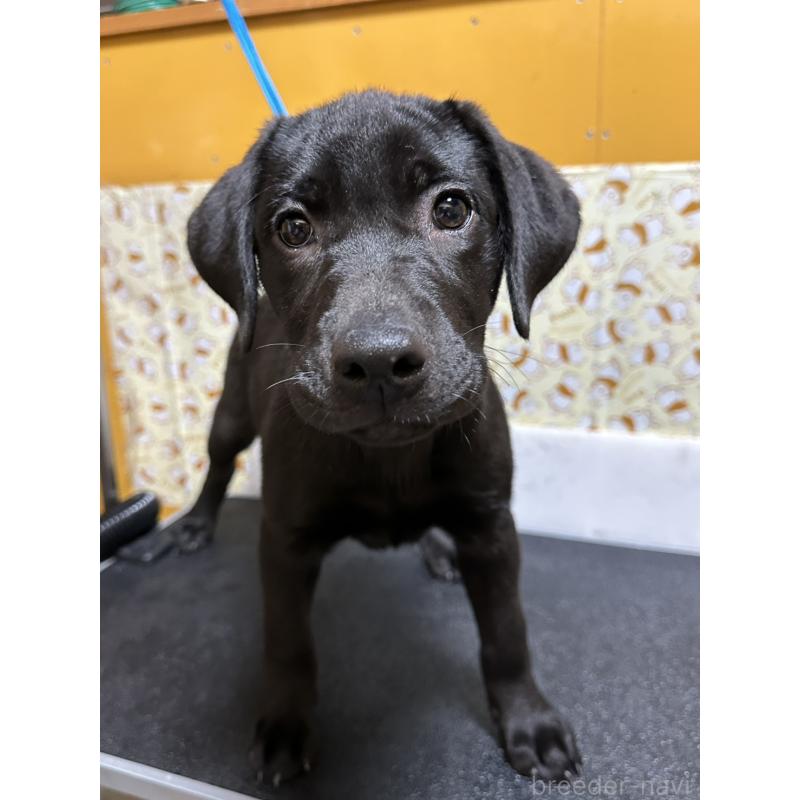 販売中の岡山県のラブラドールレトリーバー-405765の2枚目