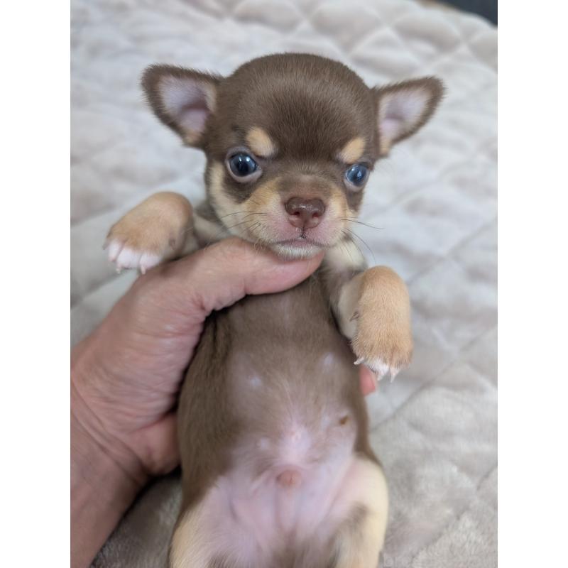 販売中の愛知県のチワワ(スムースコート)-424635の1枚目