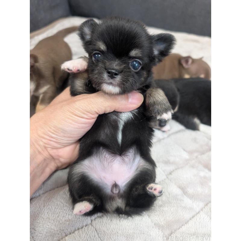 販売中の愛知県のチワワ(ロングコート)-424636