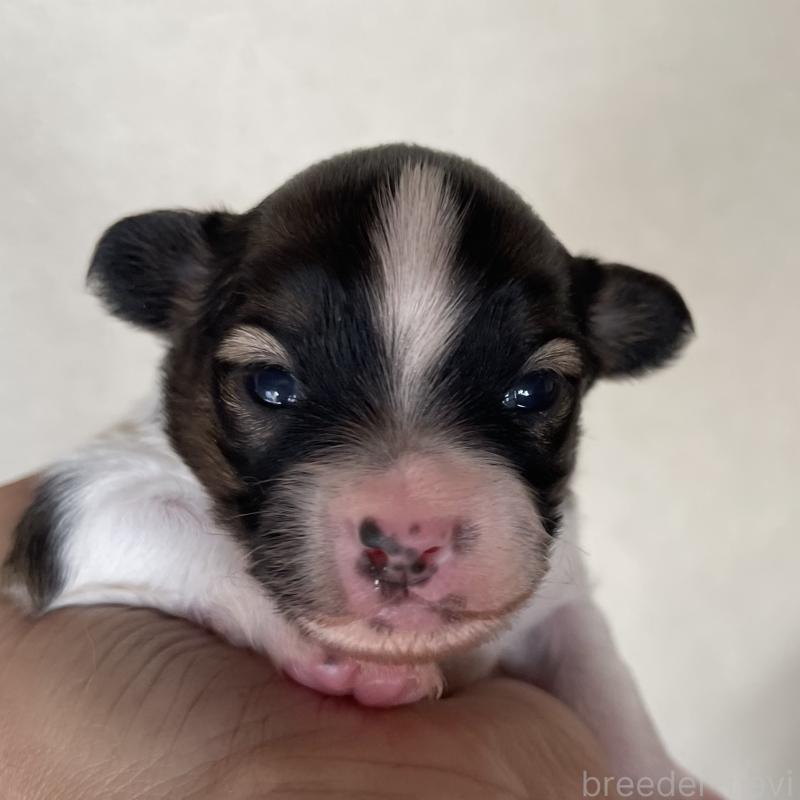 販売中の岡山県のパピヨン-422217