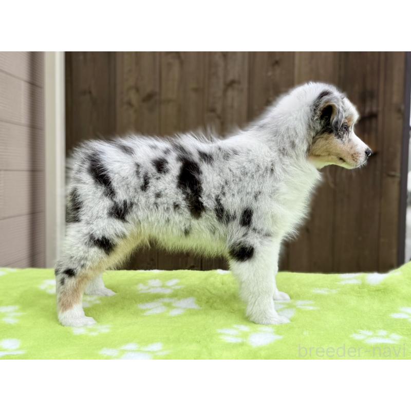 成約済の長野県のオーストラリアンシェパード-418058の3枚目