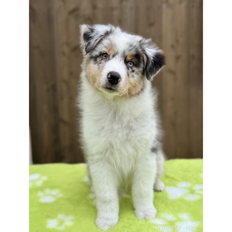 成約済の長野県のオーストラリアンシェパード-418058の2枚目