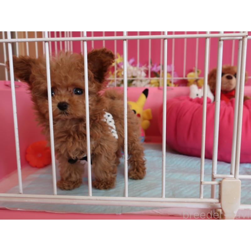 成約済の鹿児島県のティーカッププードル-421981の9枚目