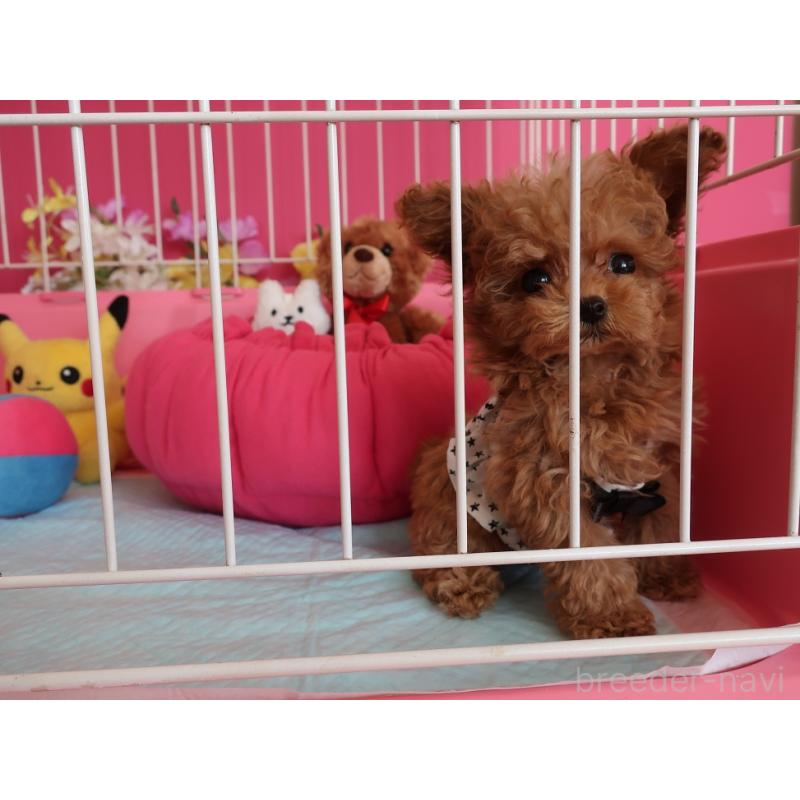 成約済の鹿児島県のティーカッププードル-421981の8枚目