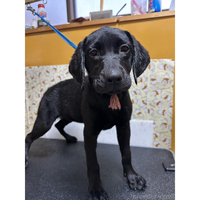 販売中の岡山県のラブラドールレトリーバー-405766の4枚目