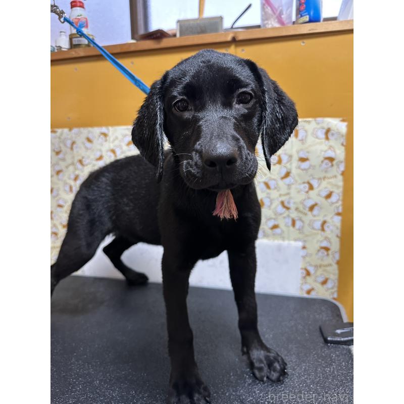 販売中の岡山県のラブラドールレトリーバー-405766の3枚目