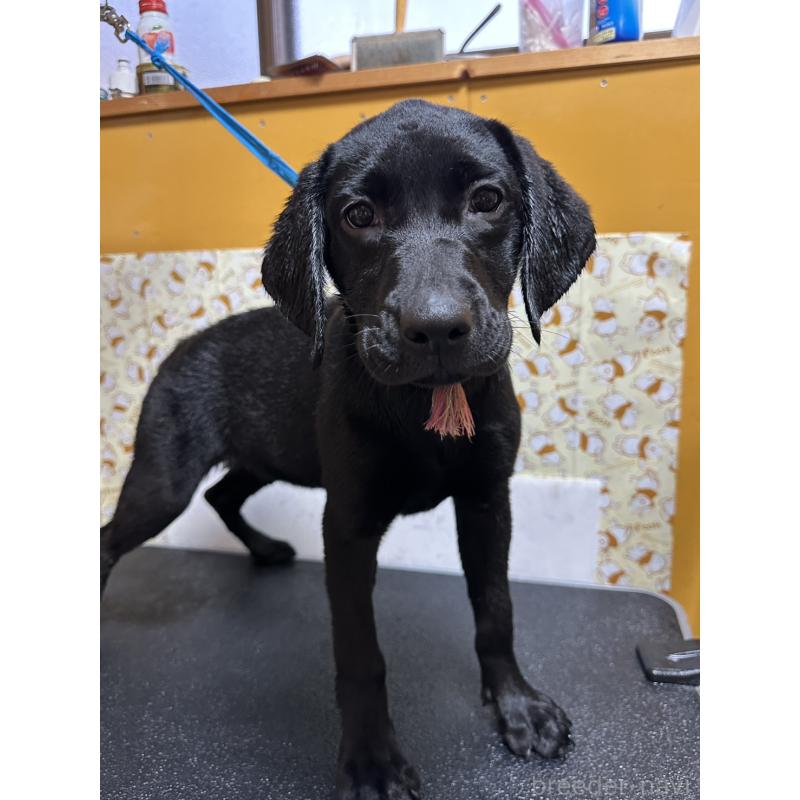 販売中の岡山県のラブラドールレトリーバー-405766