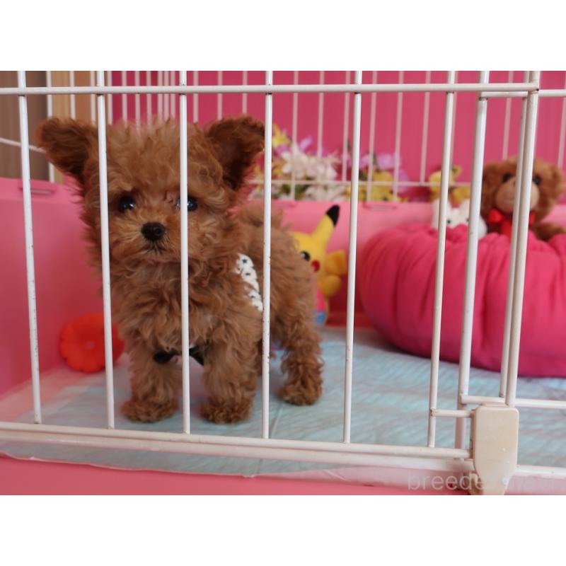 成約済の鹿児島県のティーカッププードル-421981の7枚目