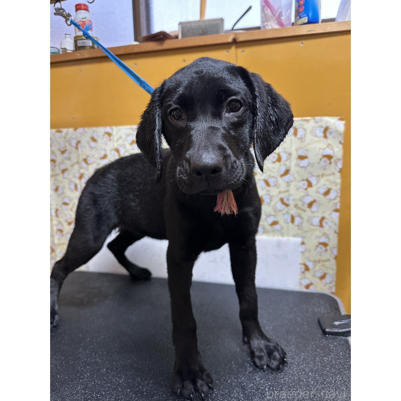 販売中の岡山県のラブラドールレトリーバー-405766の2枚目