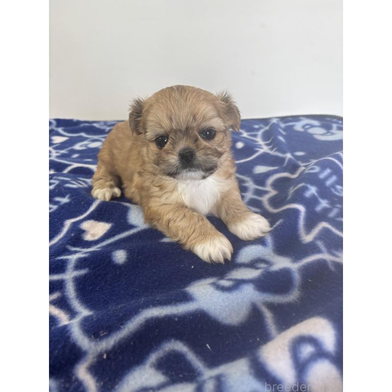 販売中の岐阜県のチワズー:チワワ×シーズー-424639の4枚目