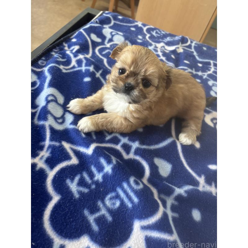 販売中の岐阜県のチワズー:チワワ×シーズー-424639の3枚目