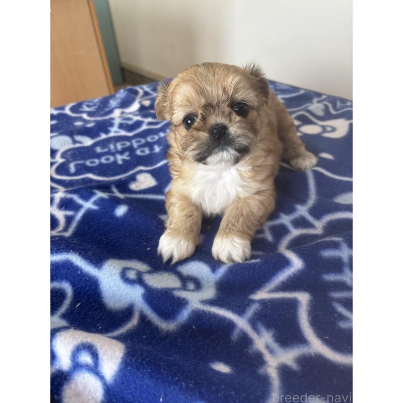 販売中の岐阜県のチワズー:チワワ×シーズー-424639の2枚目