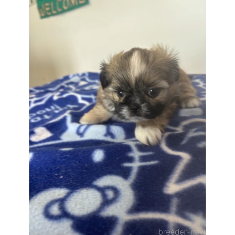 販売中の岐阜県のチワズー:チワワ×シーズー-424640の3枚目