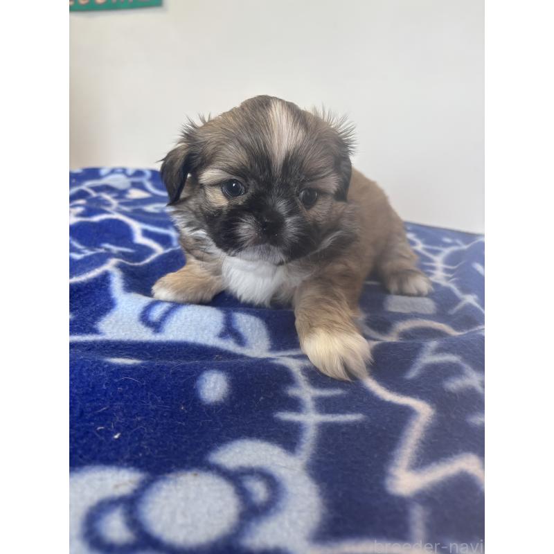 販売中の岐阜県のチワズー:チワワ×シーズー-424640の2枚目