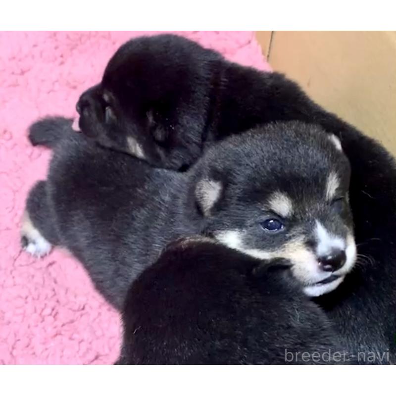 販売中の奈良県の豆柴-424641の13枚目