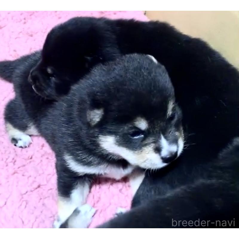 販売中の奈良県の豆柴-424641の12枚目