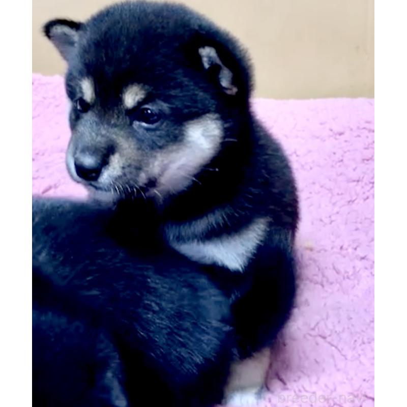 販売中の奈良県の豆柴-424641の10枚目