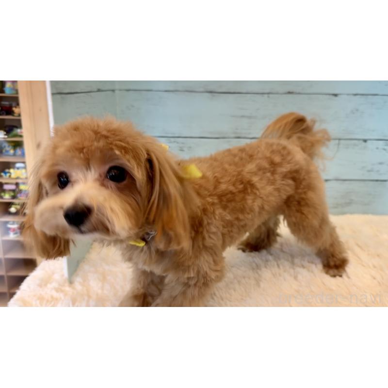 販売中の埼玉県のマルプー:マルチーズ×トイプードル-379779の9枚目