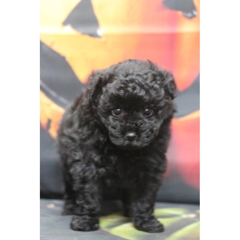 販売中の千葉県のティーカッププードル-424643の27枚目