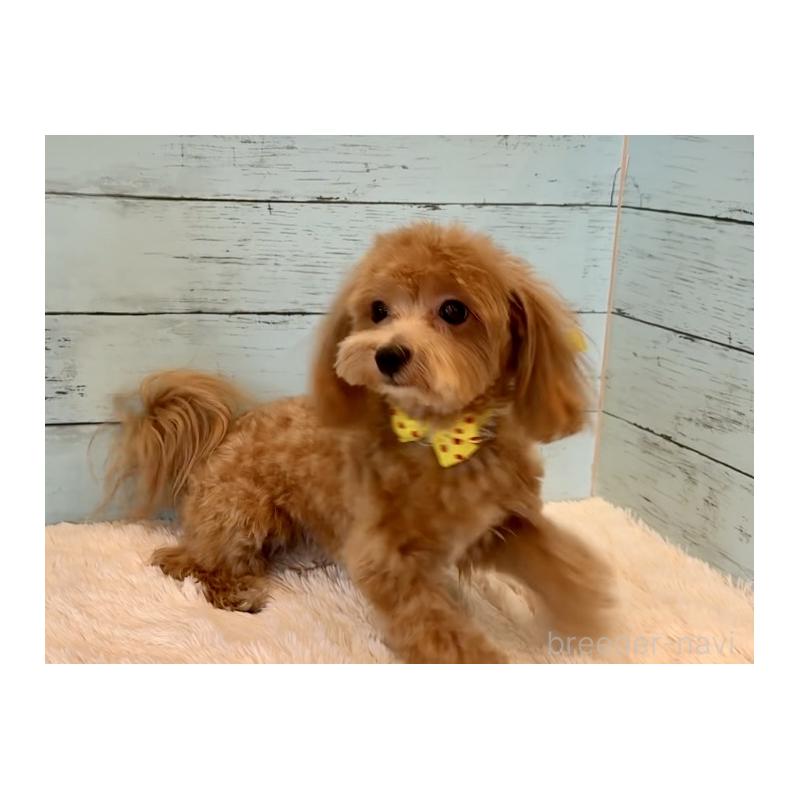 販売中の埼玉県のマルプー:マルチーズ×トイプードル-379779の8枚目