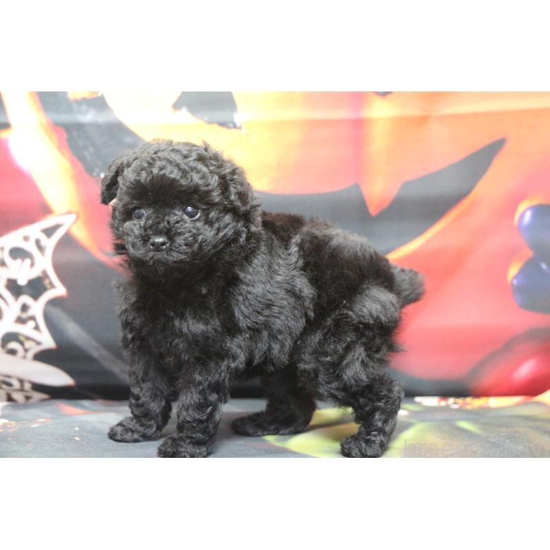 販売中の千葉県のティーカッププードル-424643の26枚目