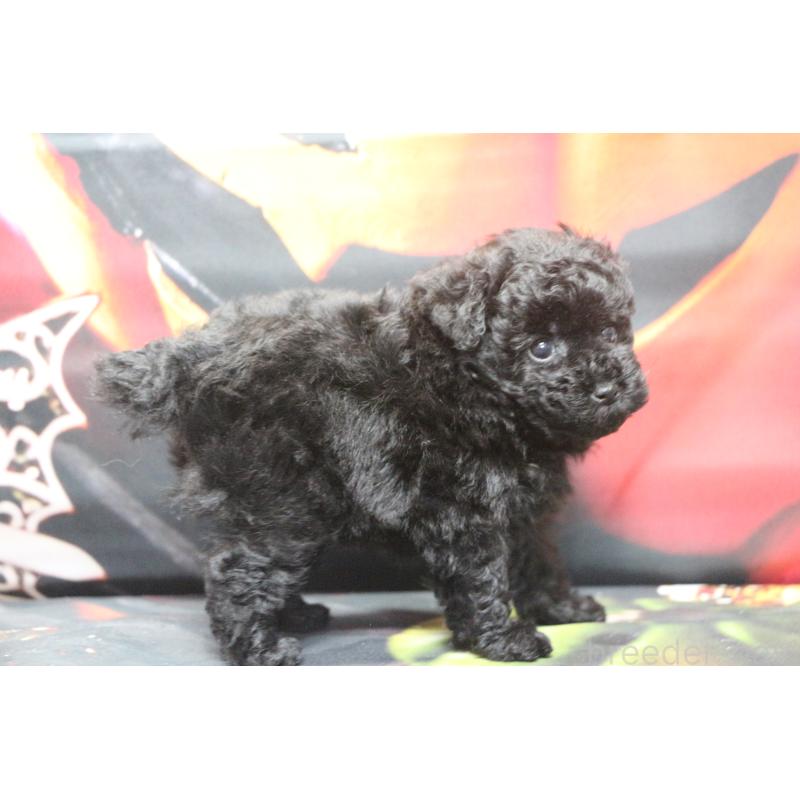 販売中の千葉県のティーカッププードル-424643の25枚目