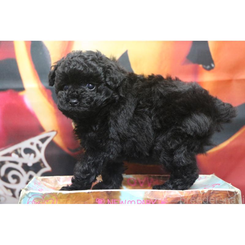 販売中の千葉県のティーカッププードル-424643の24枚目