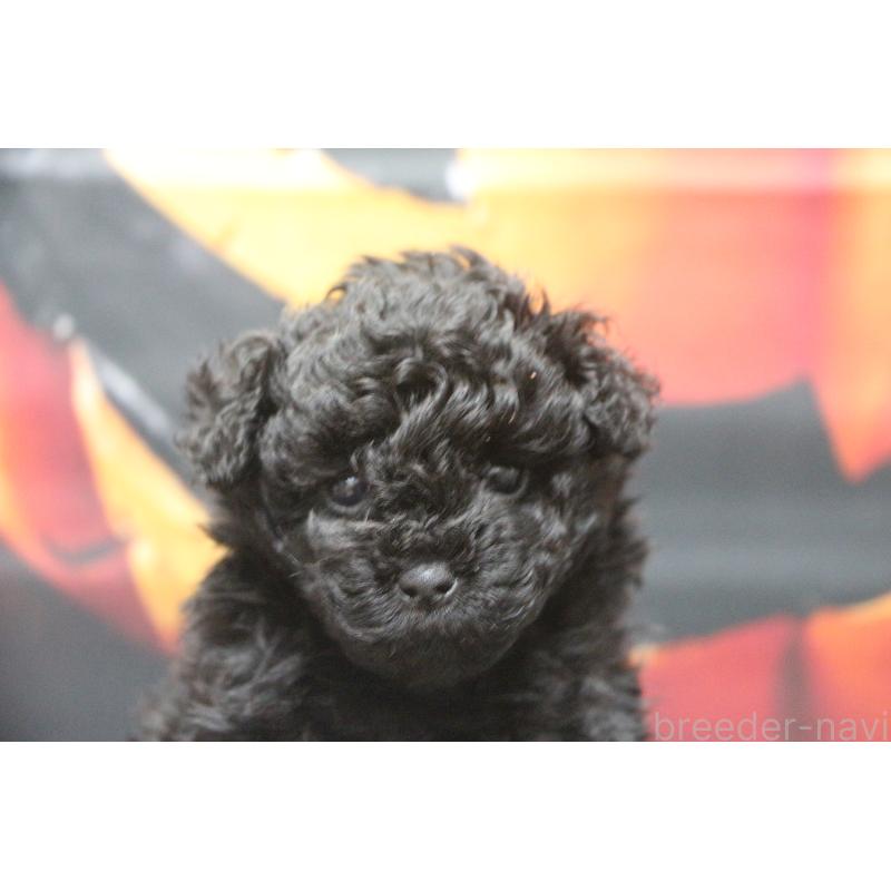 販売中の千葉県のティーカッププードル-424643の23枚目