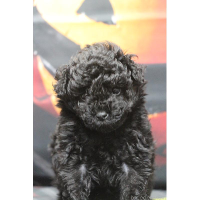 販売中の千葉県のティーカッププードル-424643の22枚目