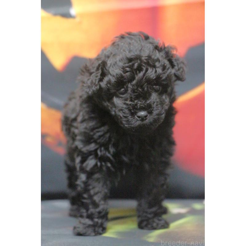 販売中の千葉県のティーカッププードル-424643の21枚目