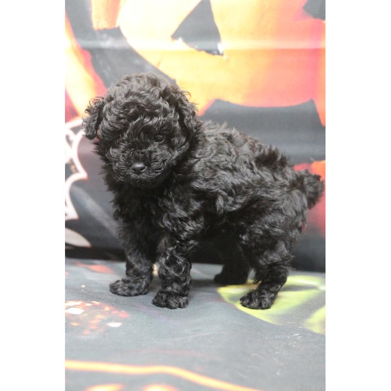 販売中の千葉県のティーカッププードル-424643の20枚目