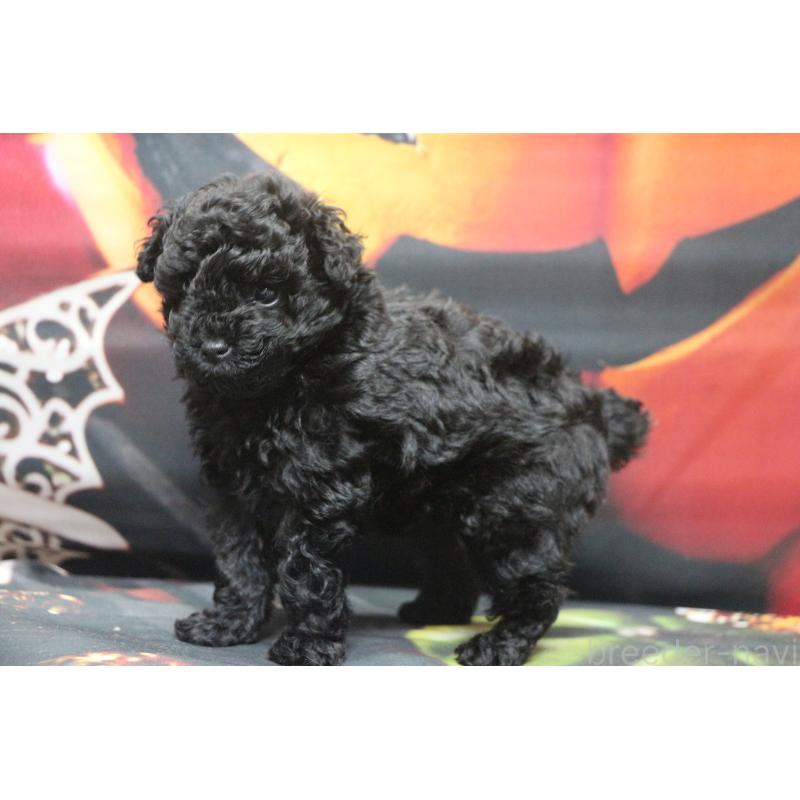 販売中の千葉県のティーカッププードル-424643の19枚目