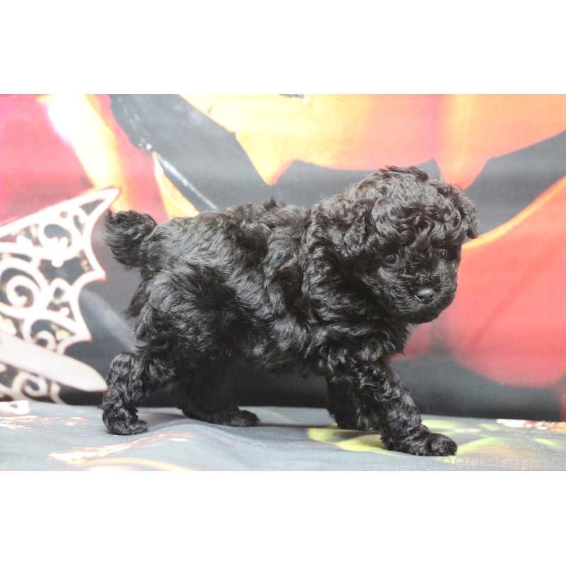 販売中の千葉県のティーカッププードル-424643の18枚目