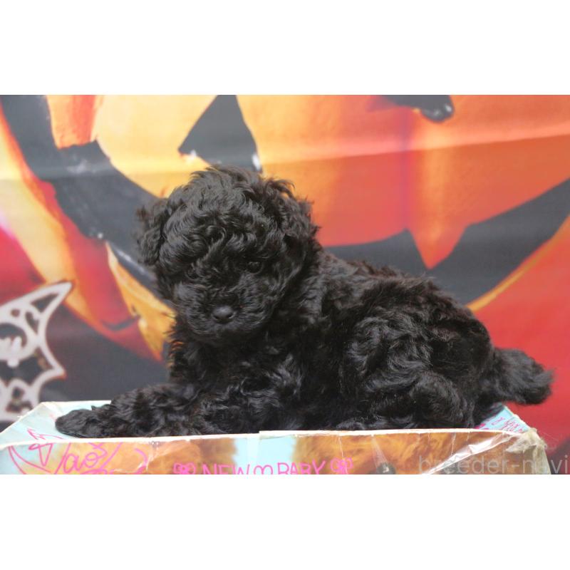 販売中の千葉県のティーカッププードル-424643の17枚目