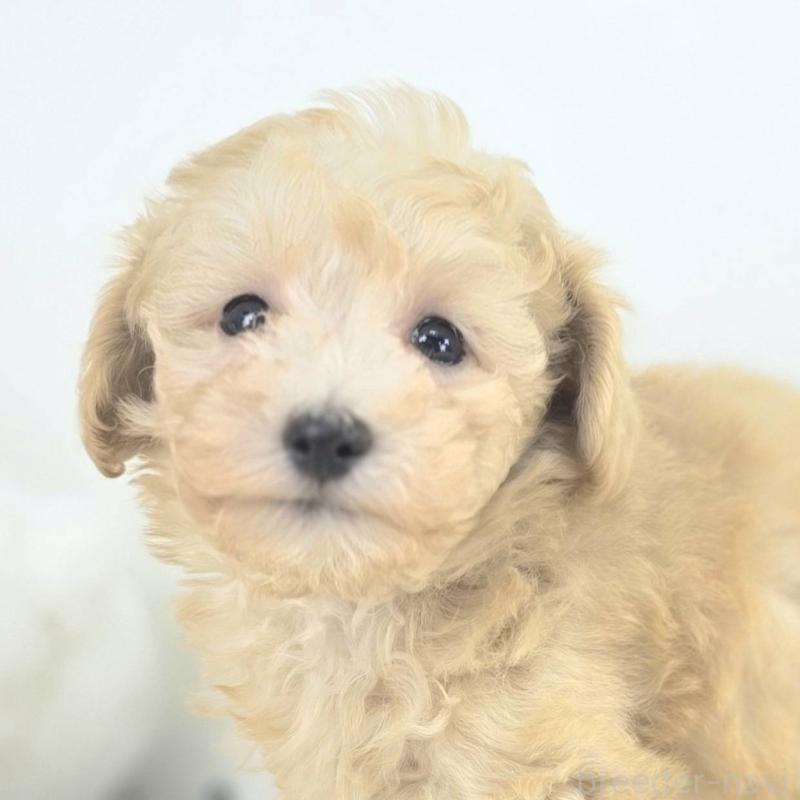 販売中の茨城県のミックス犬-424642の1枚目