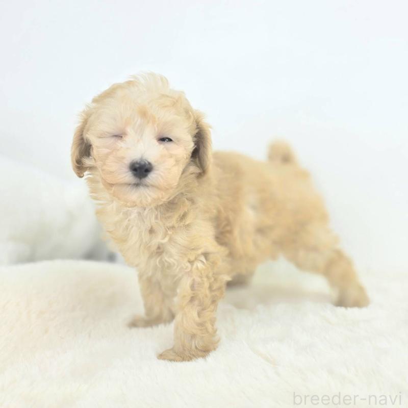 販売中の茨城県のミックス犬-424642の6枚目